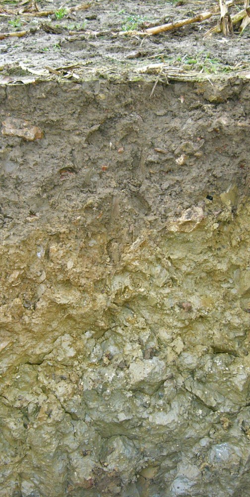 Profile of a heavy (clay) soil 